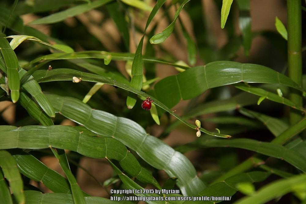 Photo of Ribbon Bush (Muehlenbeckia platyclados) uploaded by bonitin