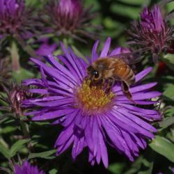 Location: My Garden, Utah
Date: 2015-09-18
#Pollination
