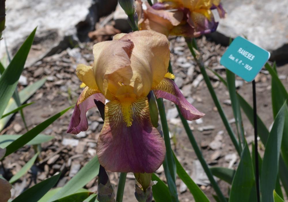 Photo of Tall Bearded Iris (Iris 'Rameses') uploaded by KentPfeiffer