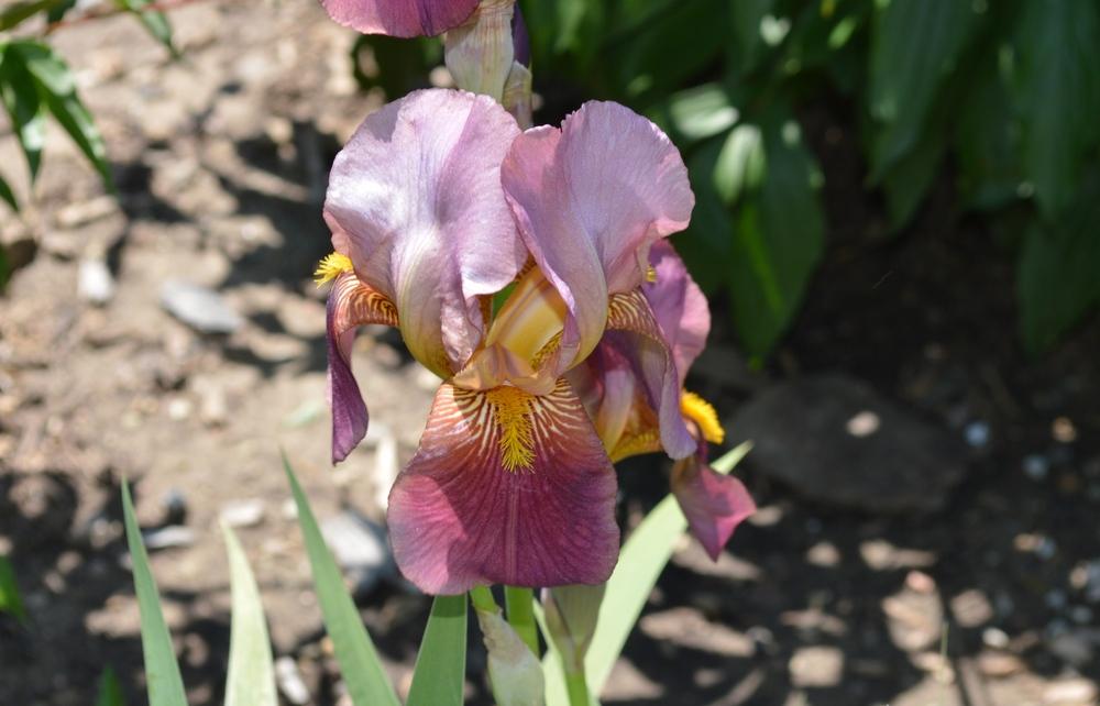 Photo of Tall Bearded Iris (Iris 'Rosy Wings') uploaded by KentPfeiffer