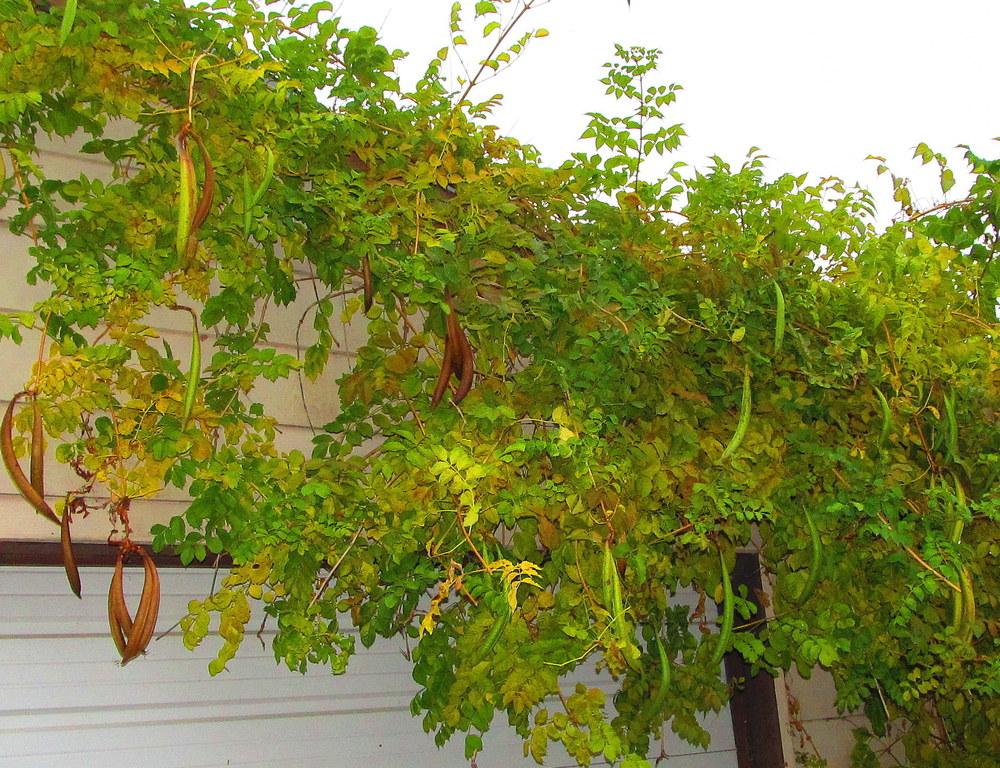 Photo of Trumpet Vine (Campsis radicans) uploaded by jmorth