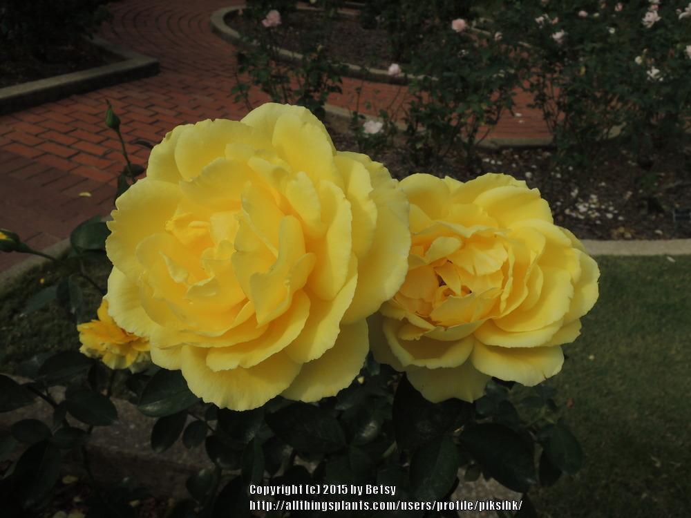 Photo of Floribunda Rose (Rosa 'Julia Child') uploaded by piksihk