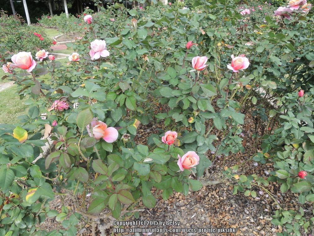 Photo of Rose (Rosa 'Distant Drums') uploaded by piksihk