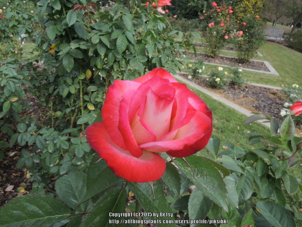 Photo of Rose (Rosa 'Coretta Scott King') uploaded by piksihk