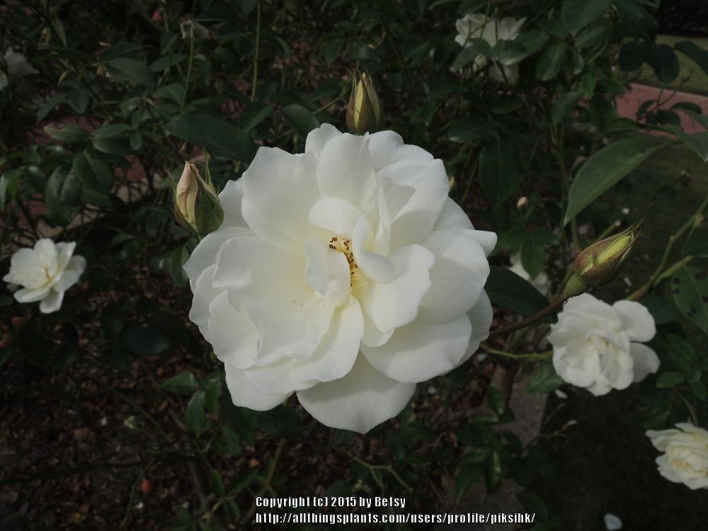 Photo of Rose (Rosa 'Iceberg') uploaded by piksihk