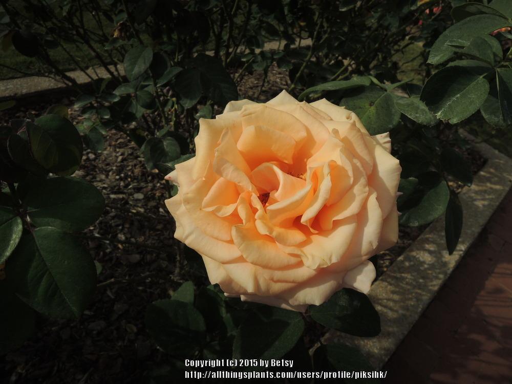 Photo of Rose (Rosa 'Sunset Celebration') uploaded by piksihk