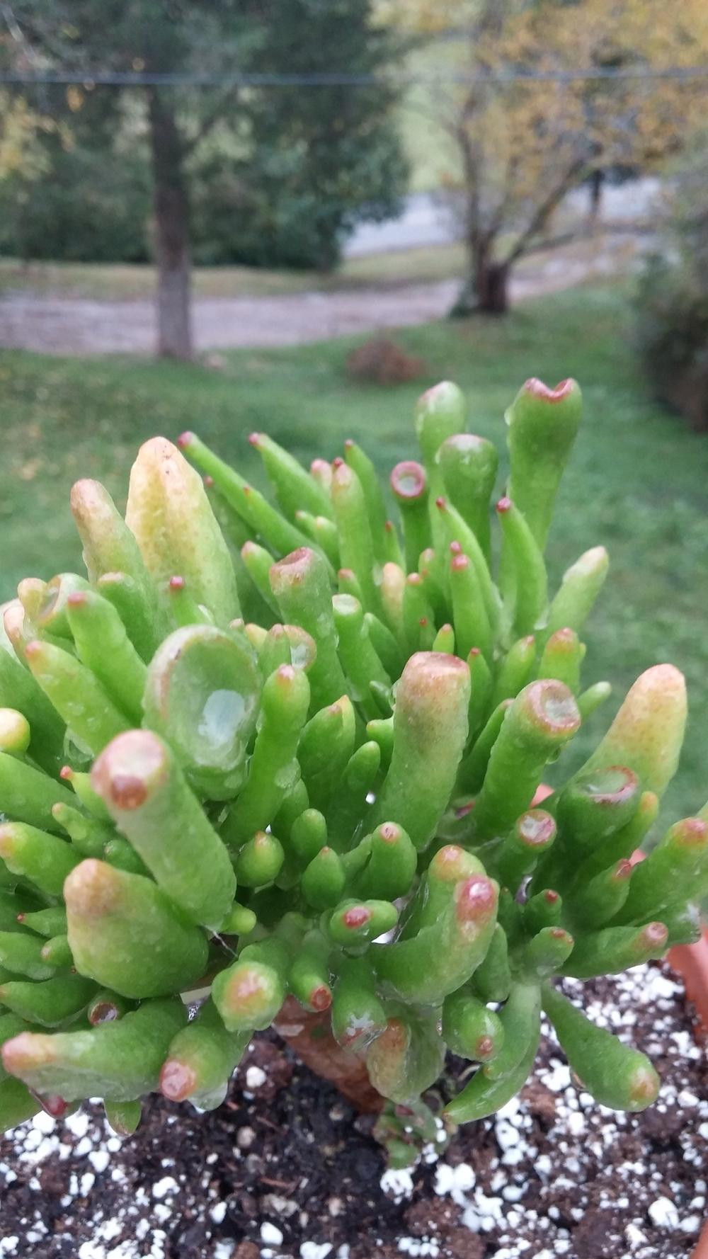 Photo of Finger Jade (Crassula ovata 'Gollum') uploaded by plantcollector