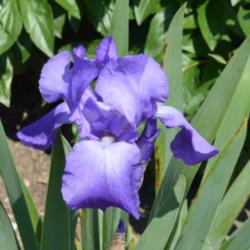 Location: Sass Memorial Iris Garden near Ashland, NE
Date: 2015-05-27