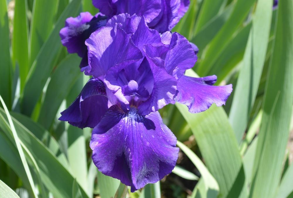 Photo of Tall Bearded Iris (Iris 'Violet Miracle') uploaded by KentPfeiffer
