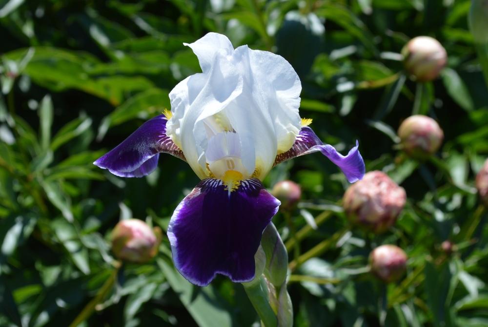 Photo of Tall Bearded Iris (Iris 'Wabash') uploaded by KentPfeiffer