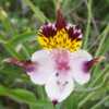 Another gorgeous Chilean endemic Alstroemeria species.  Thrives i