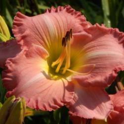 Location: A visit to BLUE RIDGE DAYLILIES in NC.
Date: 2015-10-28
Love this one!  A soft, beautiful pink with a lovely pie crust ed