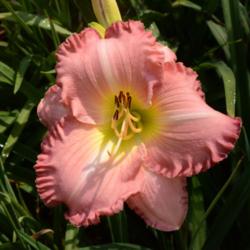Location: A visit to BLUE RIDGE DAYLILIES in NC.
Date: 2015-10-28
Beautiful pink with lovely pie crust edge!