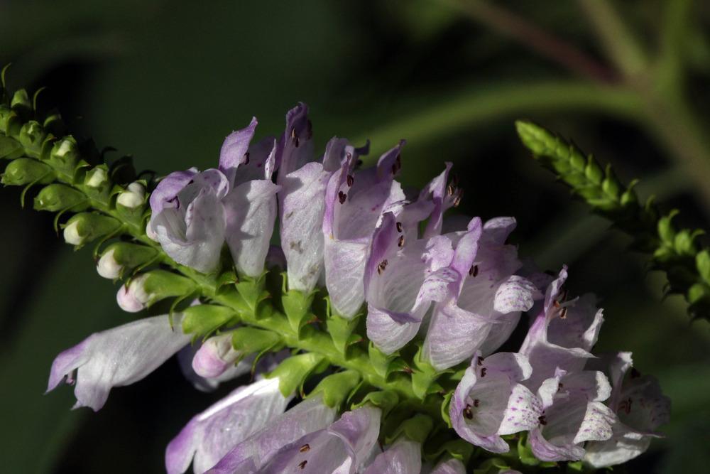 Photo of Obedient Plant (Physostegia virginiana) uploaded by luvsgrtdanes