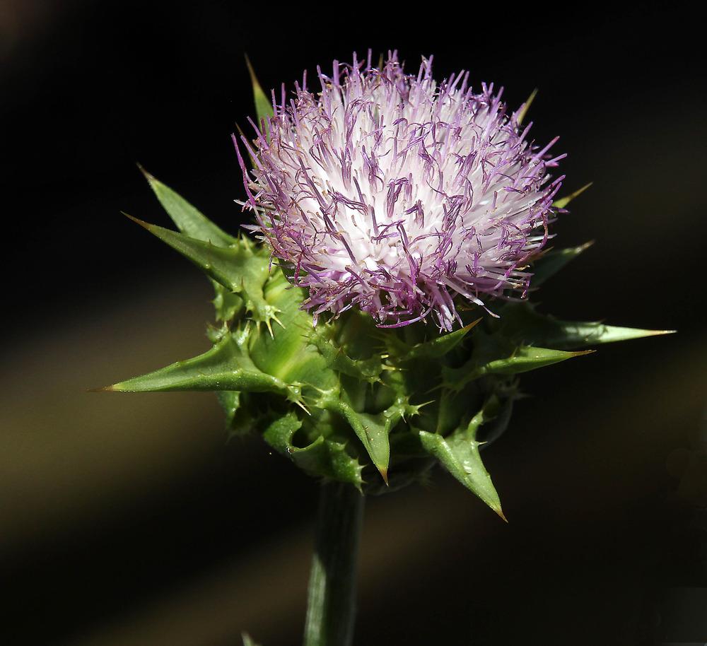 Photo of Thistle (Cirsium) uploaded by luvsgrtdanes