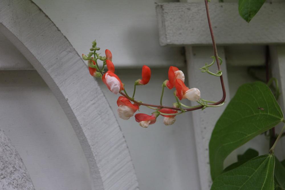 Photo of Runner Bean (Phaseolus coccineus 'Painted Lady') uploaded by luvsgrtdanes