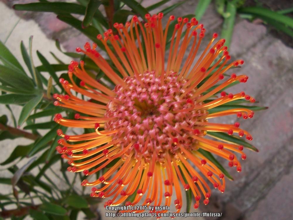Photo of Pincushion Protea (Leucospermum cordifolium) uploaded by Mutisia