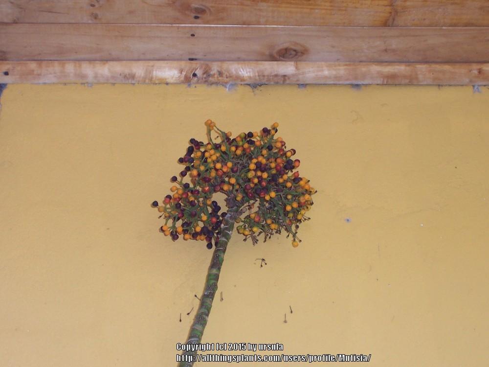 Photo of Dwarf Umbrella Tree (Heptapleurum arboricola 'Gold Capella') uploaded by Mutisia