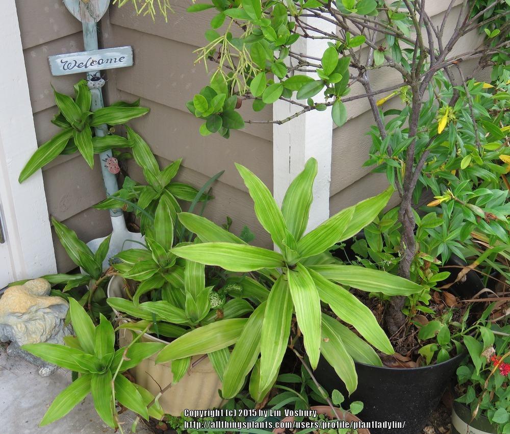 Photo of the entire plant of Basket Plant (Callisia fragrans 'Melnikoff