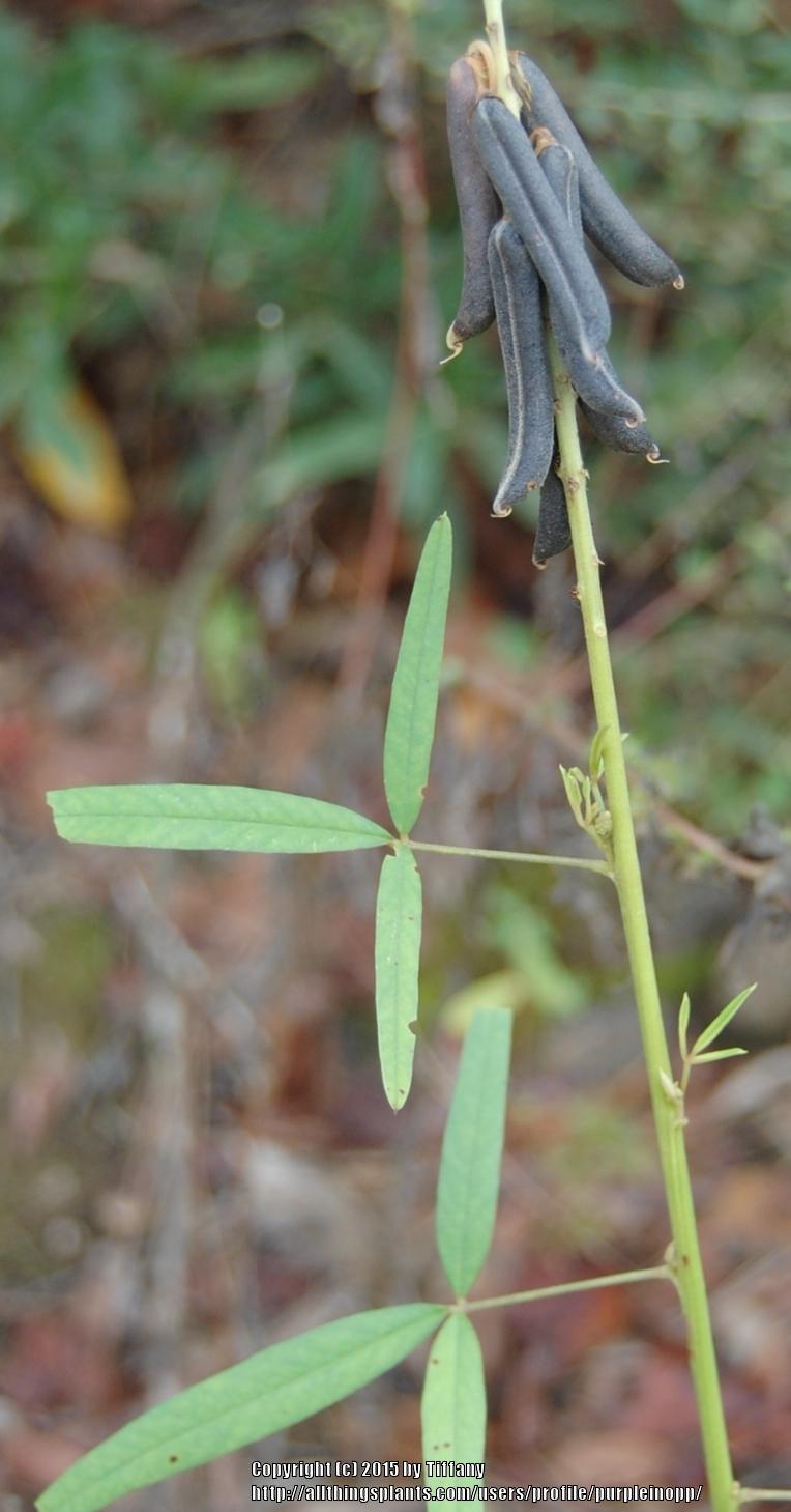 Photo of Lanceleaf Rattlebox (Crotalaria lanceolata) uploaded by purpleinopp