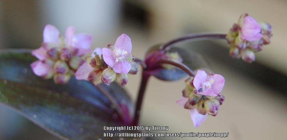 Photo of Purple Scimitars (Tripogandra serrulata) uploaded by purpleinopp