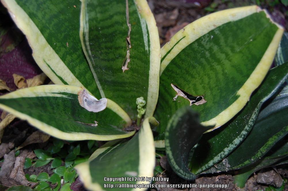 Photo of Bird's Nest Snake Plant (Dracaena trifasciata 'Hahnii Marginated') uploaded by purpleinopp