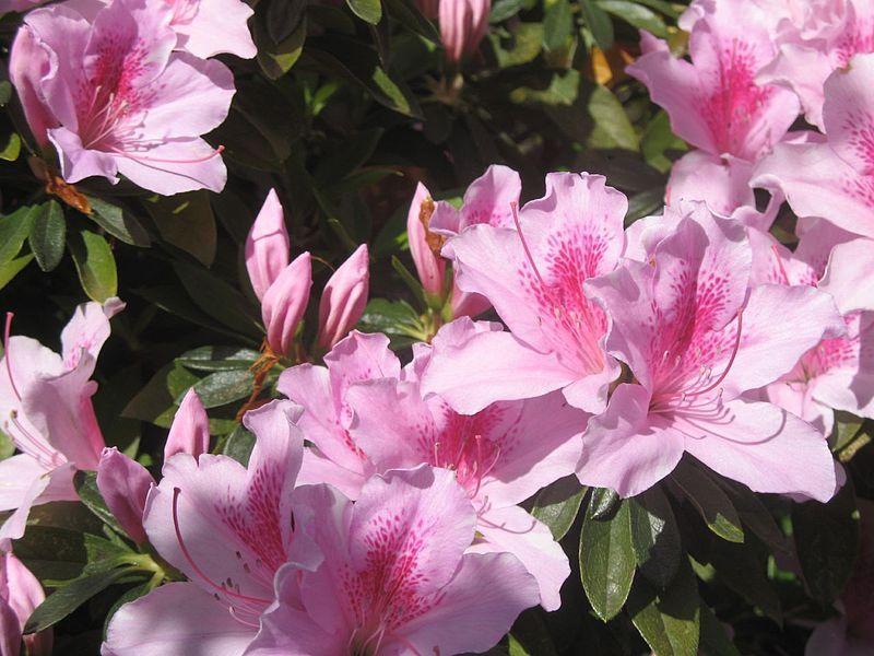 Photo of Southern Indica Hybrid Azalea (Rhododendron indicum 'George L. Taber') uploaded by robertduval14