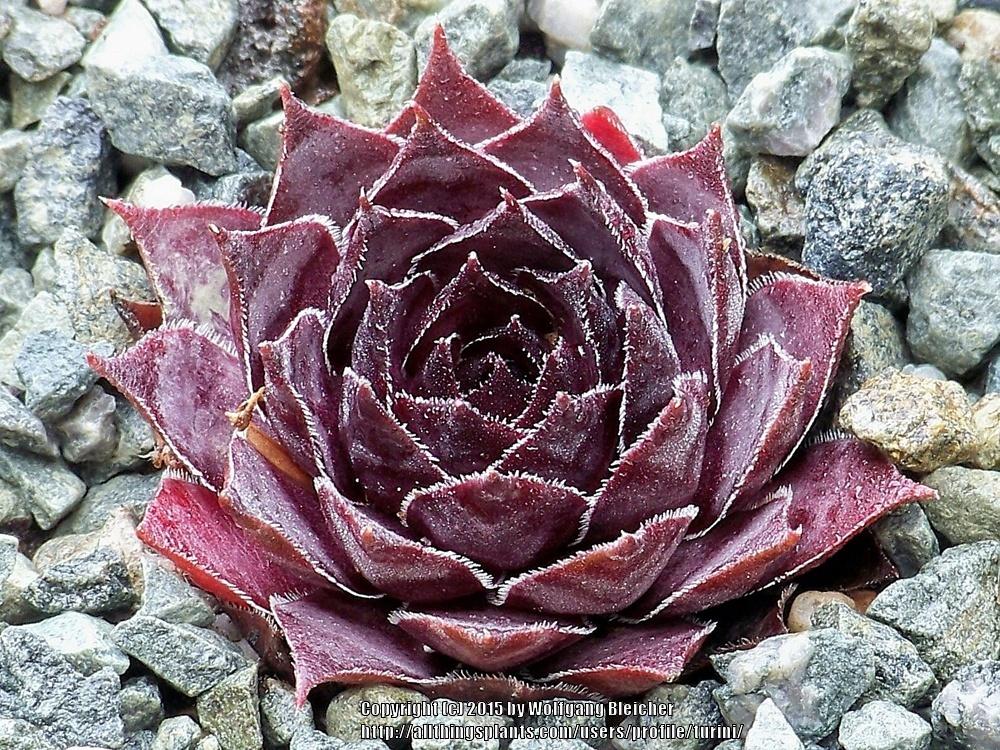 Photo of Hen and Chicks (Sempervivum 'Intensity') uploaded by turini