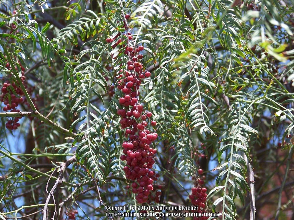 Photo of California Pepper Tree (Schinus molle) uploaded by turini