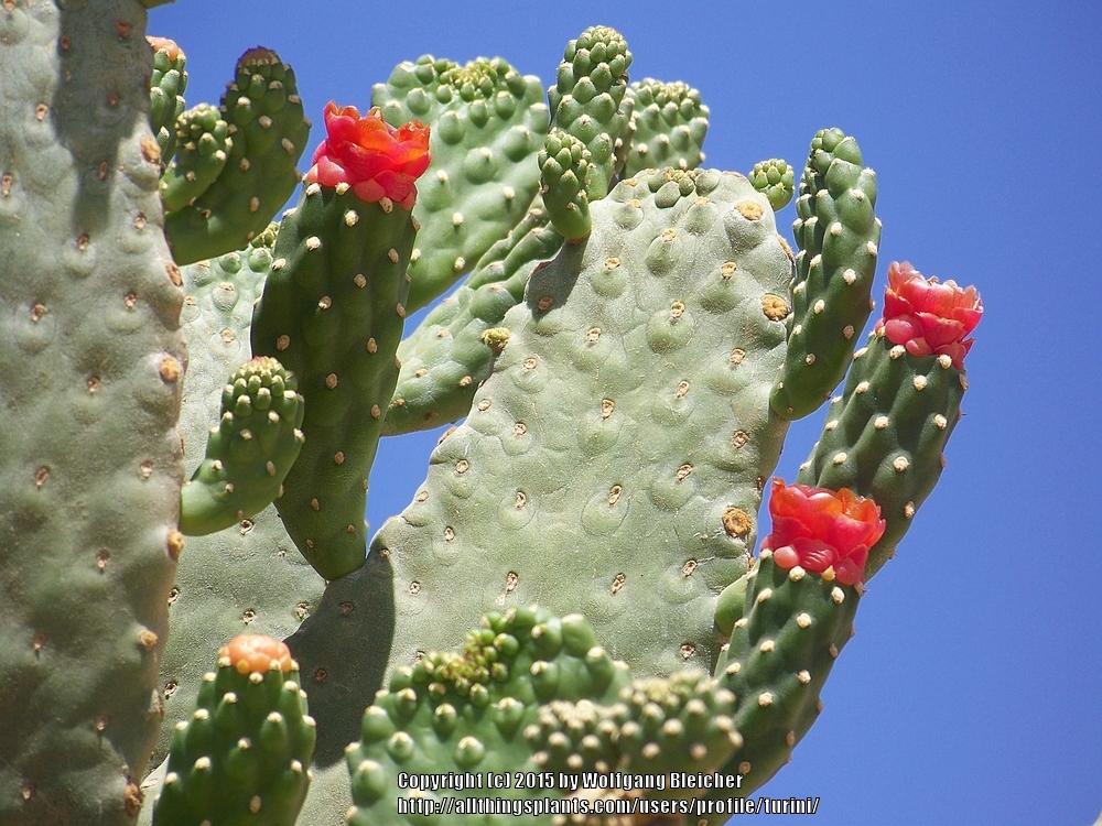 Photo of Road Kill Cactus (Consolea rubescens) uploaded by turini