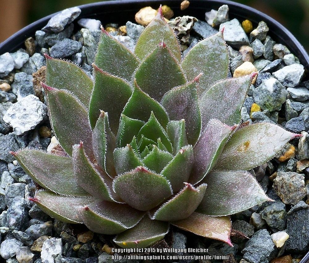 Photo of Hen and Chicks (Sempervivum marmoreum 'Chocolate') uploaded by turini