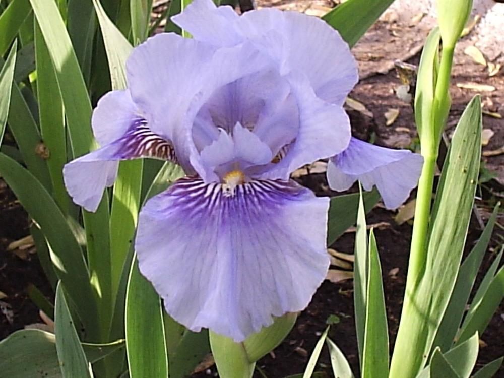 Photo of Intermediate Bearded Iris (Iris 'Fantastic Blue') uploaded by yadah_tyger