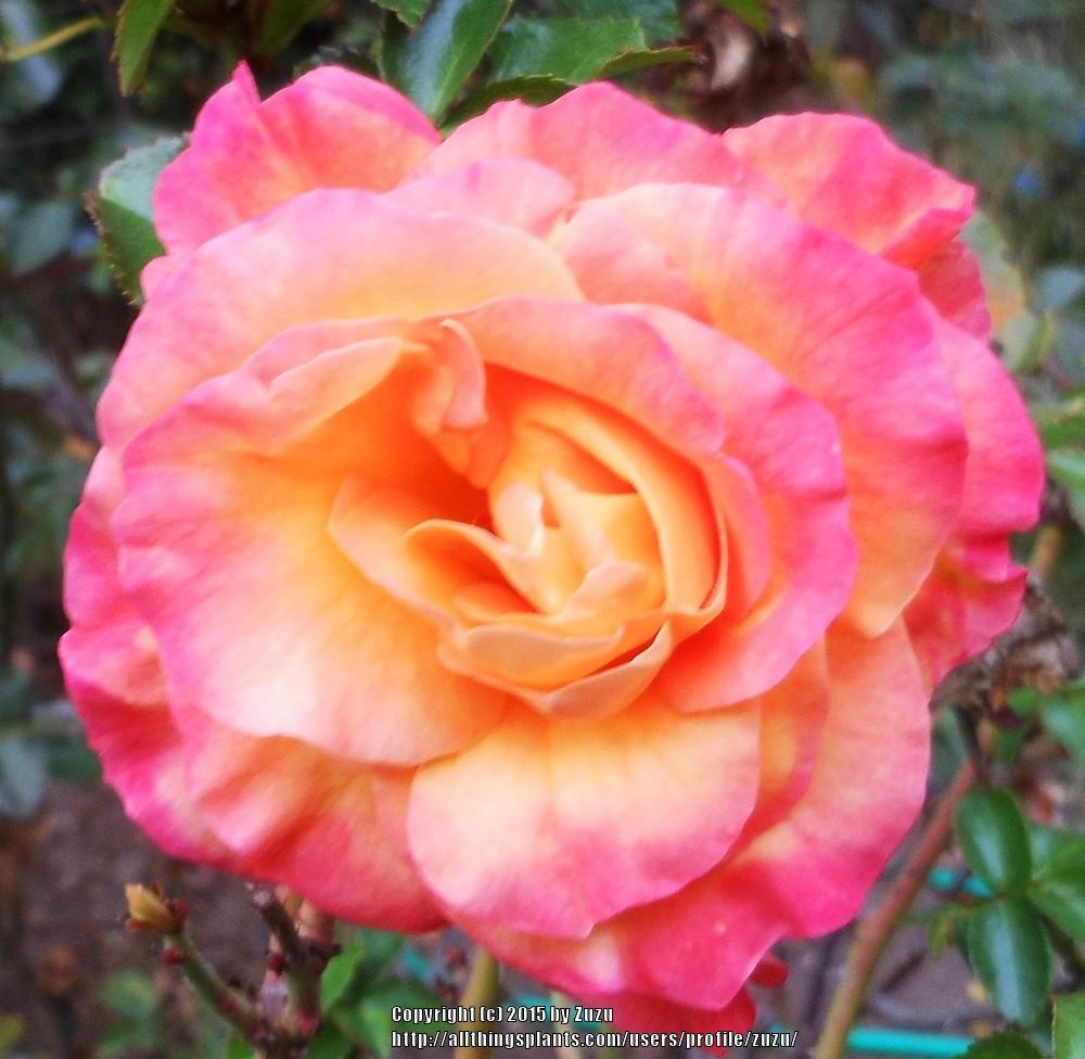 Photo of Rose (Rosa 'Day Breaker') uploaded by zuzu