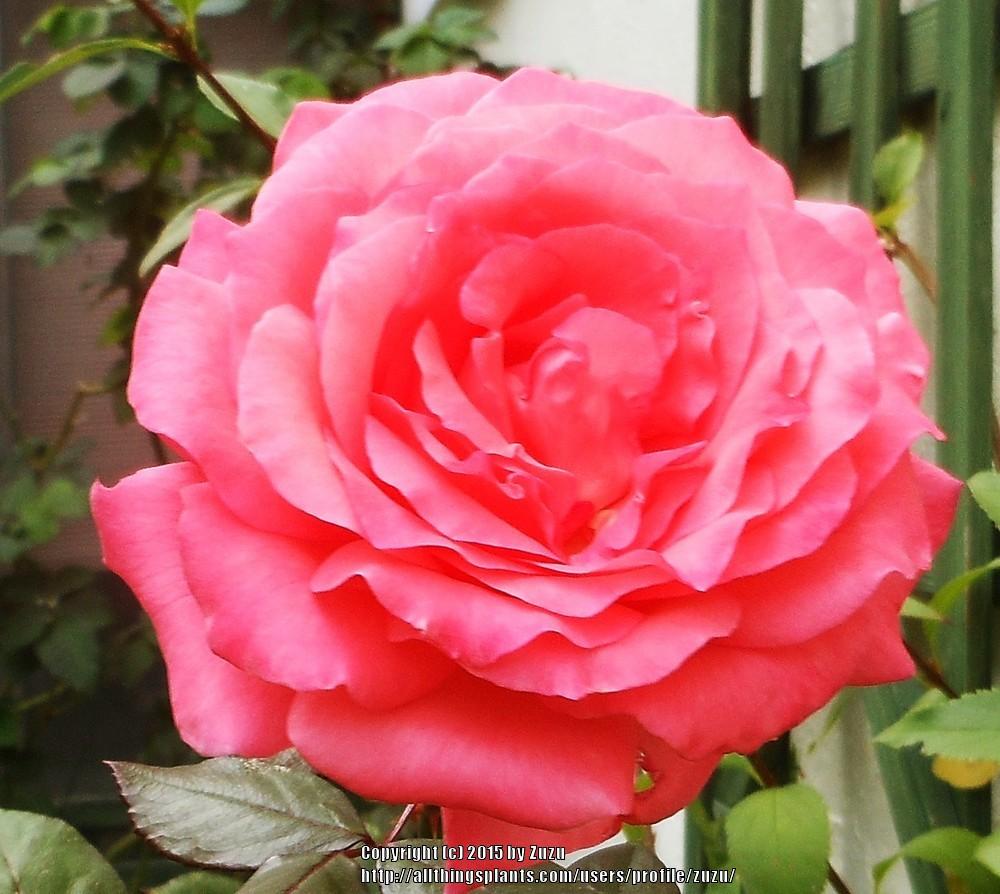 Photo of Rose (Rosa 'Key Largo') uploaded by zuzu