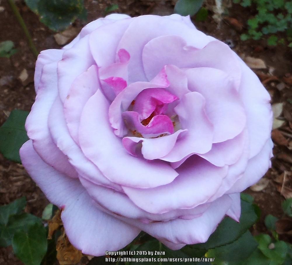 Photo of Rose (Rosa 'Neptune') uploaded by zuzu