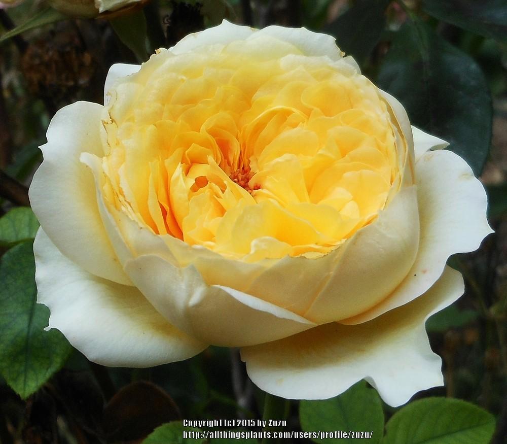 Photo of Rose (Rosa 'Antique Caramel') uploaded by zuzu