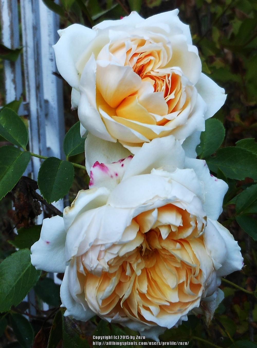 Photo of Rose (Rosa 'Ginger Syllabub') uploaded by zuzu