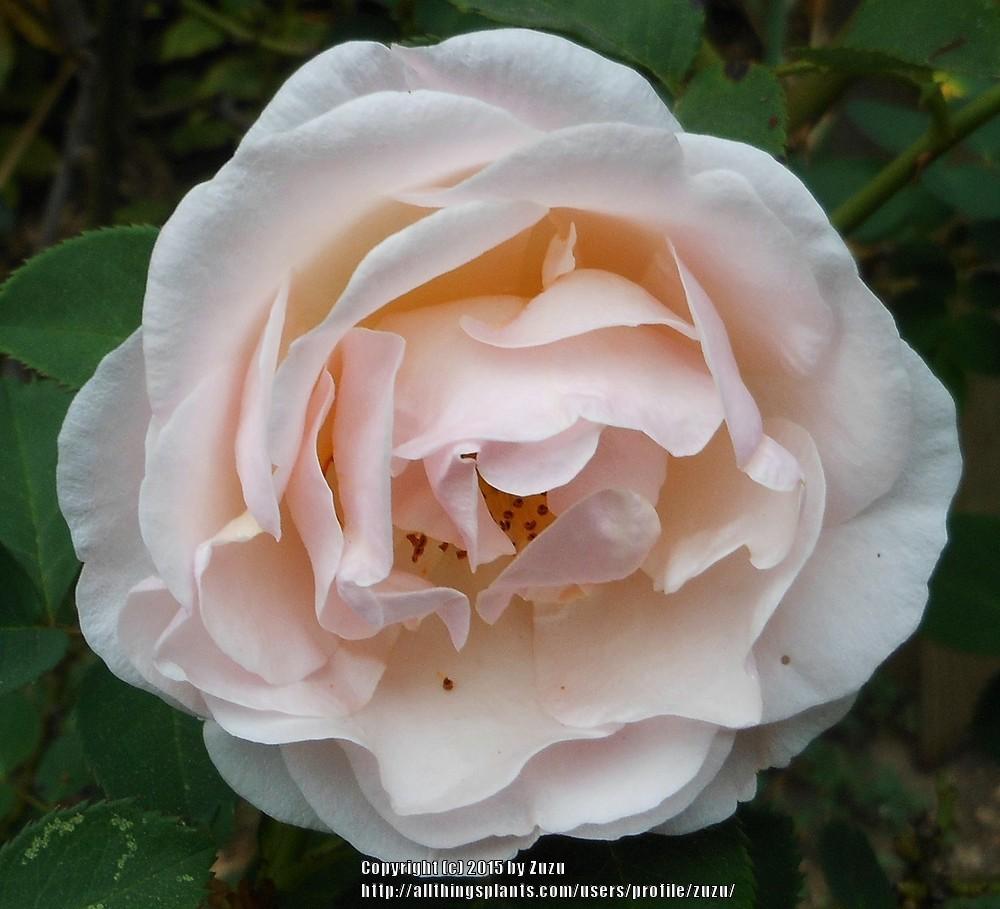 Photo of Rose (Rosa 'Pretty Lady') uploaded by zuzu