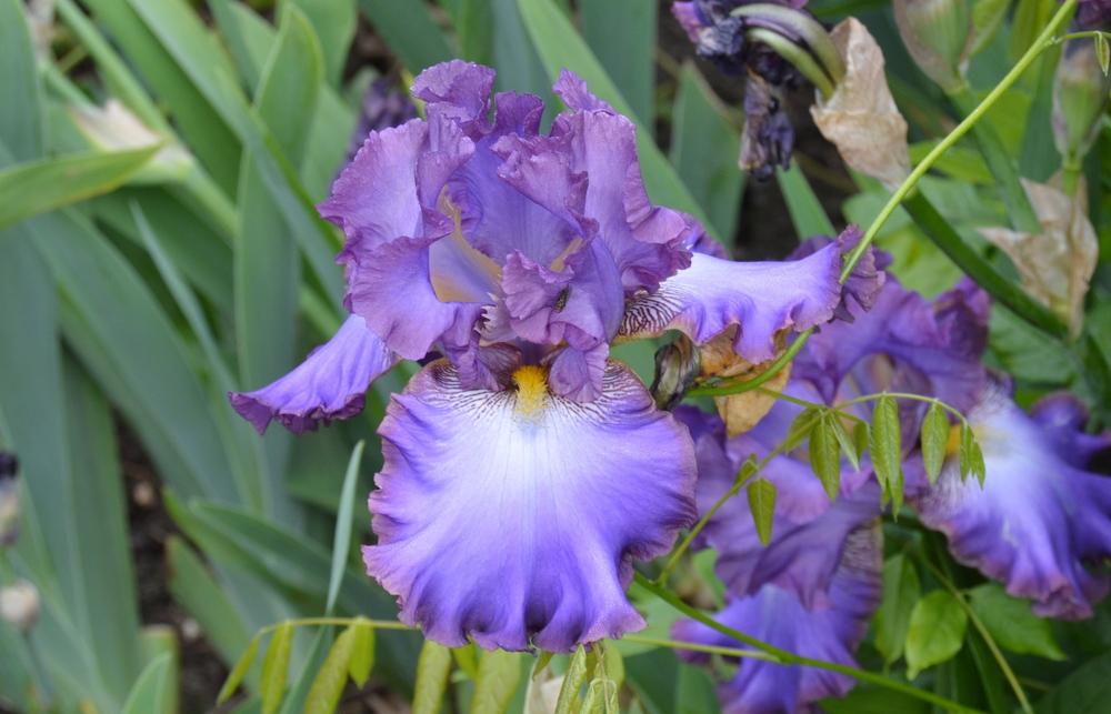 Photo of Tall Bearded Iris (Iris 'Afternoon in Rio') uploaded by KentPfeiffer