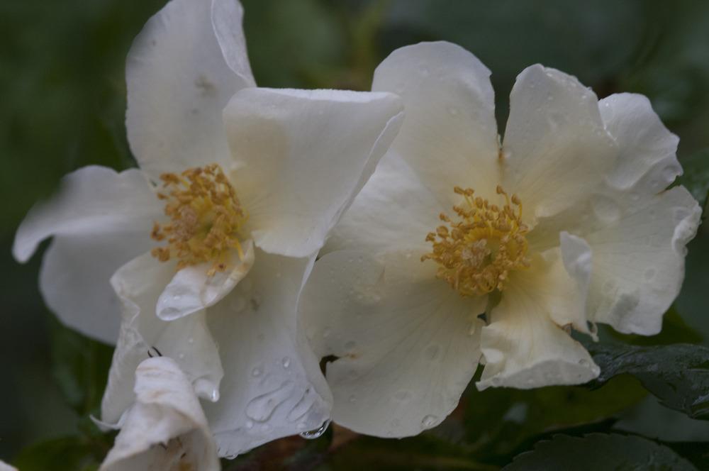 Photo of Rose (Rosa 'Kew Gardens') uploaded by cliftoncat