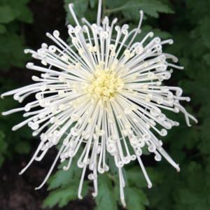 conservatory - Japanese chrysanthemum show