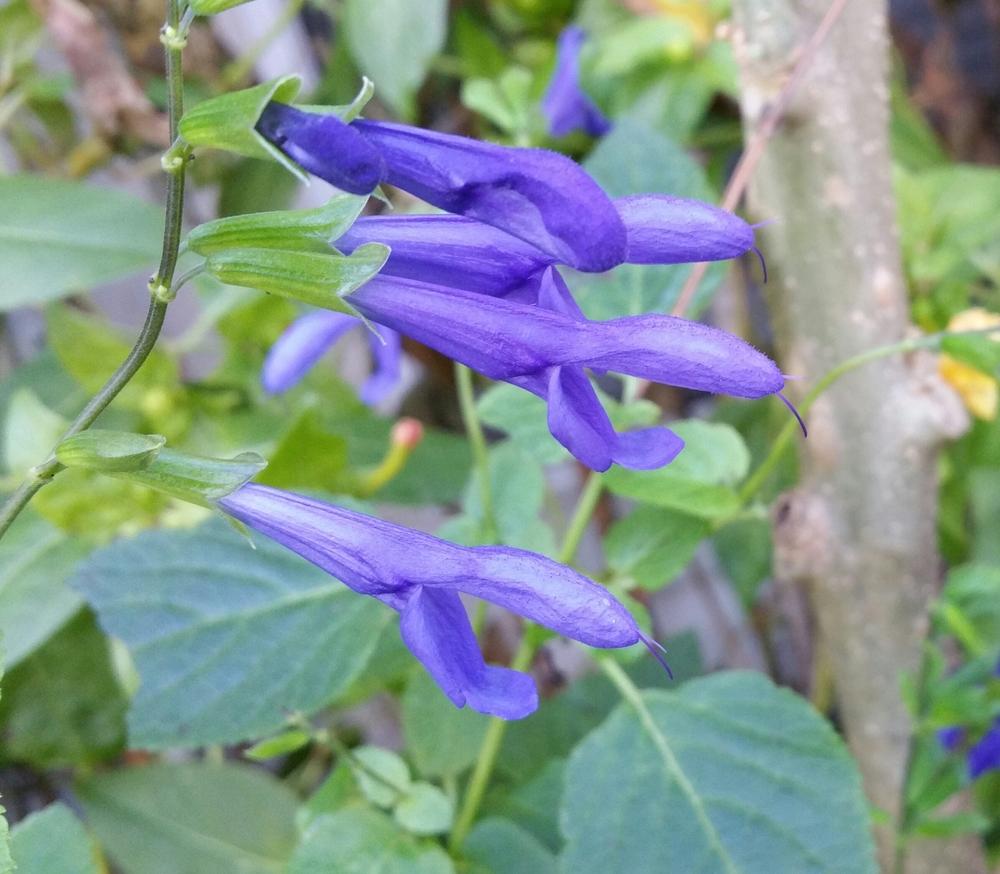 Photo of Blue Anise Sage (Salvia coerulea) uploaded by Gerris2
