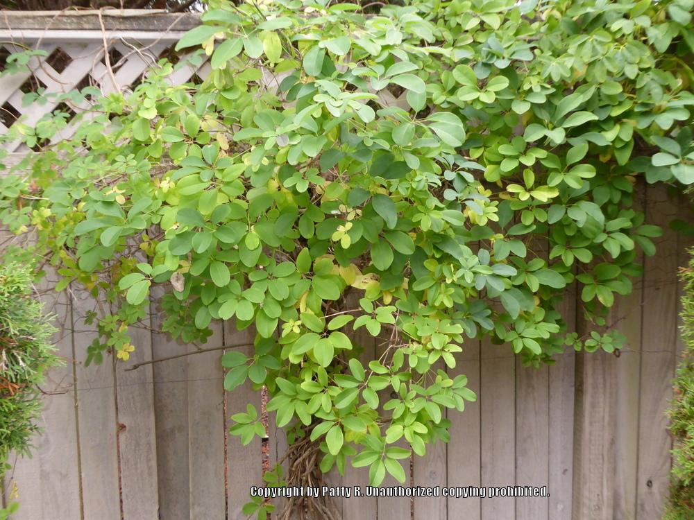 Photo of Five-Leaf Chocolate Vine (Akebia quinata) uploaded by Patty