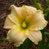 A beautiful daylily with the perfect name!