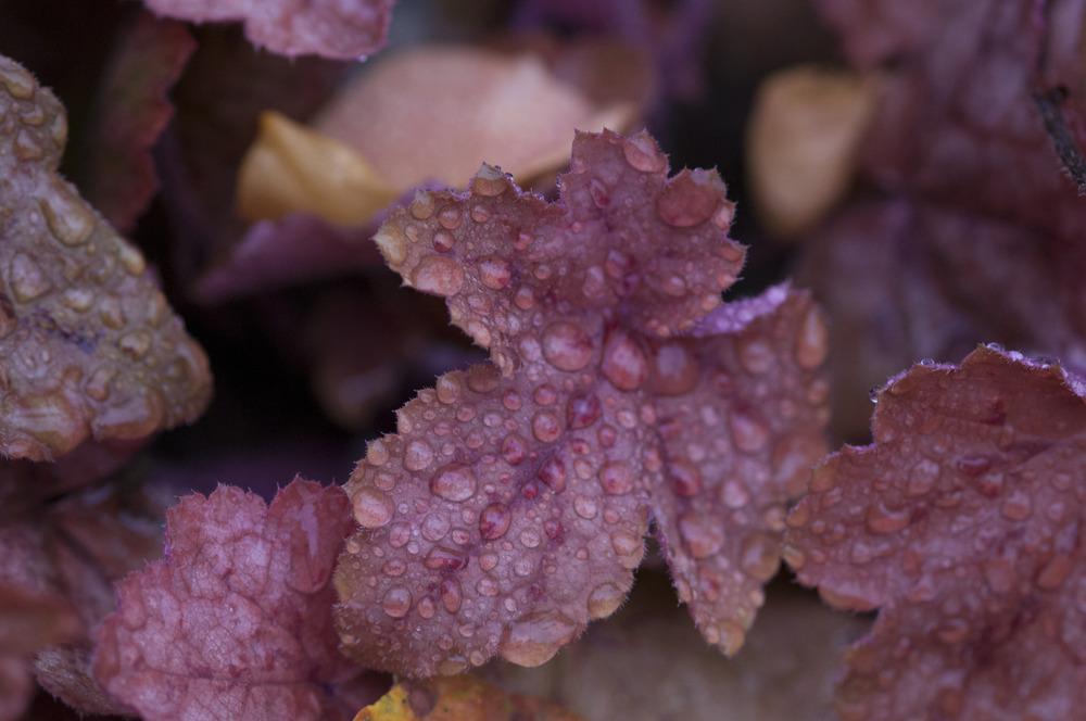 Photo of Coral Bells (Heuchera 'Peach Flambe') uploaded by cliftoncat