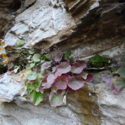 Location:  Daniel Boone National Forest Ky
Date: 2015-10-26
Growing in cracks on cliff side