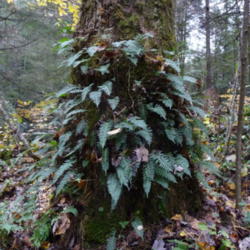 Location: Daniel Boone National Forest Ky
Date: 2015-10-29
fern colonizing the bark of wild native river birch