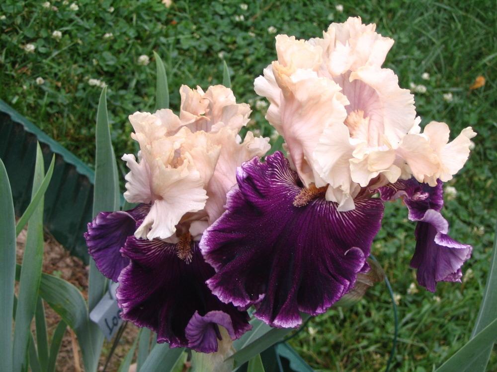 Photo of Tall Bearded Iris (Iris 'Jamaica Me Crazy') uploaded by janielouy