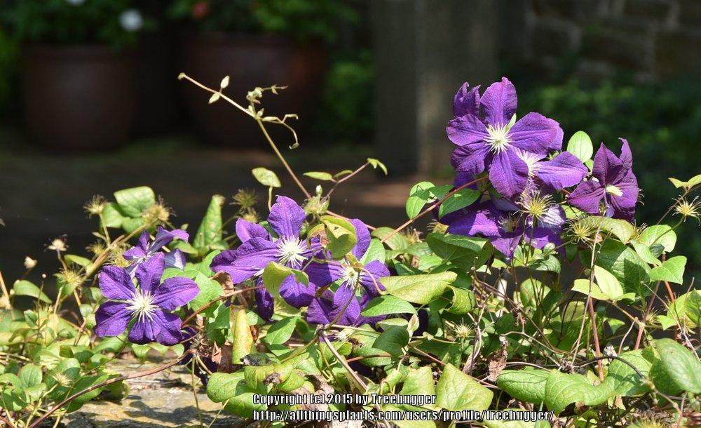 Photo of Clematis 'Jackmanii' uploaded by treehugger