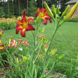 Location: my garden
Date: 2012-06-11